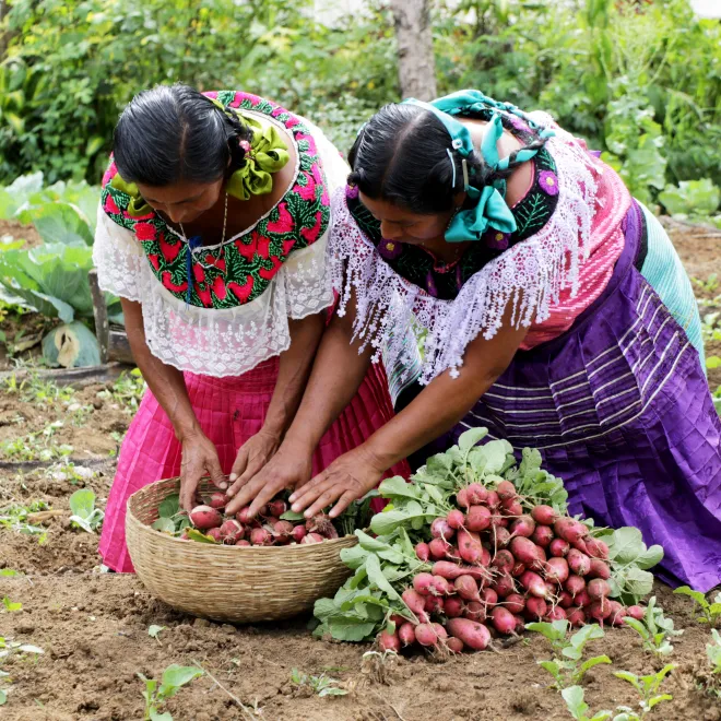 Mujeres recolectando alimentos